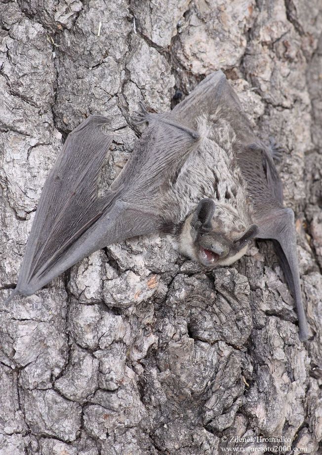 Parti-coloured Bat, Vespertilio murinus, Vespertilionidae, Chriroptera (Mammals, Mammalia)